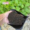 Earthworm Castings For Sale