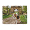 Beagle Blanket