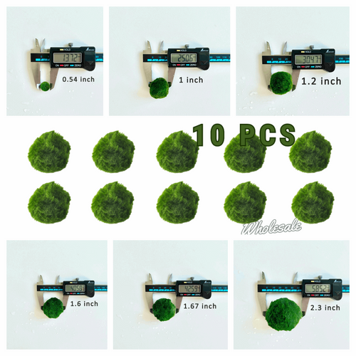 Marimo Moss Balls For Aquarium 10PCS Multiple Size Moss Ball Aqua Plant Pet Bulk Sale - Kokedama Japanese Algae Ball Wholesale