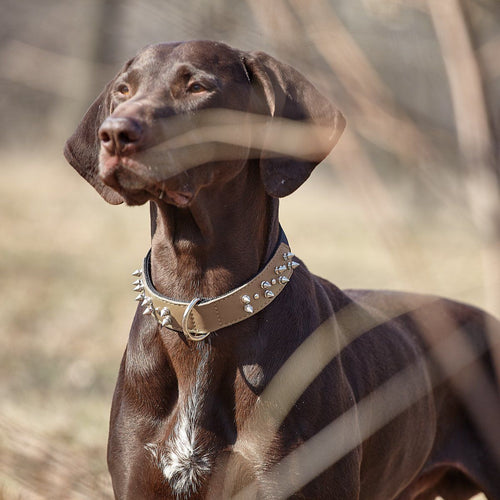 Leather + Nylon Spiked Dog Collar
