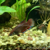 Female Betta Sorority 3 Pack