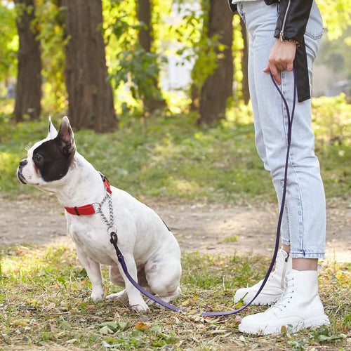 Biothane Waterproof Traffic Lead for Dogs, 2 ft