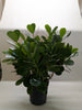 Clusia 'Princess' (Autograph Plant)