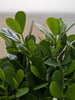 Clusia 'Princess' (Autograph Plant)