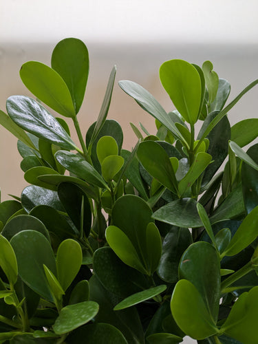 Clusia 'Princess' (Autograph Plant)