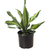 Dracaena Golden Heart