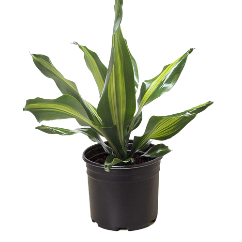 Dracaena Golden Heart