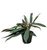 Philodendron Bicolor | Rare Climbing Plant with Velvety Two-Tone Leaves | House Plant Shop