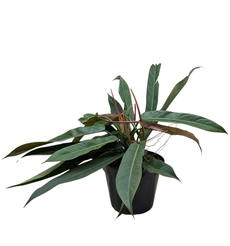 Philodendron Bicolor | Rare Climbing Plant with Velvety Two-Tone Leaves | House Plant Shop