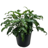 Philodendron Xanadu