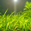 Dwarf Sagittaria Subulata 10x Plants