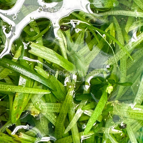 Dwarf Sagittaria Subulata 10x Plants