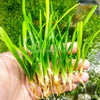 Dwarf Sagittaria Subulata 10x Plants