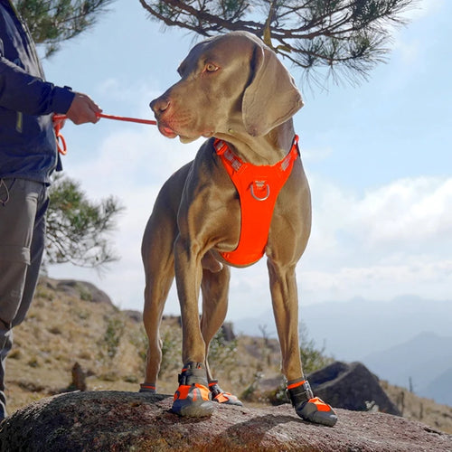 TrueLove Dog Shoes TLS3961