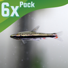 Golden Pencilfish 6 Pack