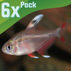 White Fin Pink Jewel Tetras 6 Pack