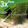 Threadfin Rainbowfish 3 Pack