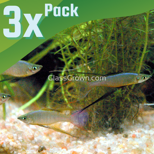 Threadfin Rainbowfish 3 Pack