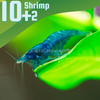 Blue Dream Dwarf Shrimp 10+ Pack