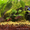 Female Betta Sorority 3 Pack