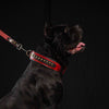 The Balteus red collar