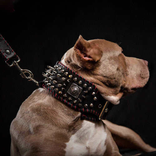 the DAVID hand stitched 3.15 inch wide show collar