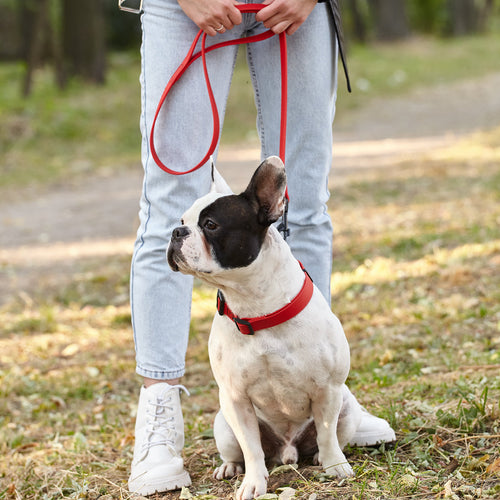Biothane Waterproof Dog Leash, 4 ft