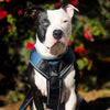 BESTIA DOG SPORT GripPro Heavy Duty Harness