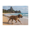 Dogue Brasileiro Blanket