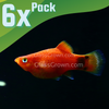 Mickey Mouse Platy 6 Pack