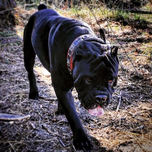 The Eros collar 2.5 inch wide black & red