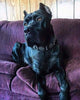 Maximus Silver BIG dog SET- Harness - collar - lead. Black
