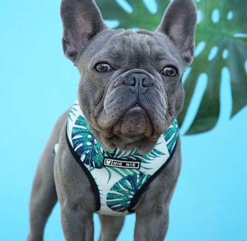 Adjustable Dog Harness and Leash Set