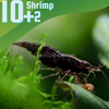 Black Onyx Dwarf Shrimp 10+ Pack