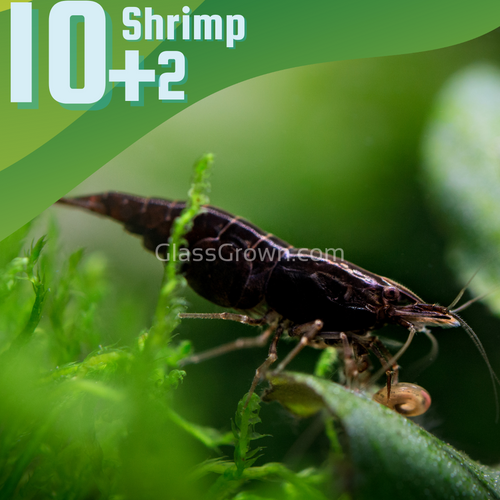 Black Onyx Dwarf Shrimp 10+ Pack
