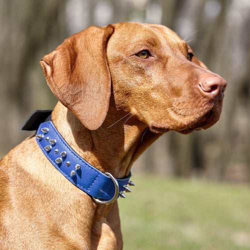 Leather + Nylon Spiked Dog Collar