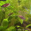 Female Betta Sorority 3 Pack