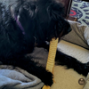 12 Inch Beef Trachea