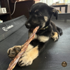 12 Inch Braided Jerky Stick