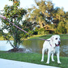 Biothane Waterproof Dog Leash, 4 ft