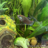 Female Betta Sorority 3 Pack