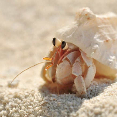 Organic Hermit Crab Food with Quail Egg Shells - Nutritious, Balanced Diet & Calcium-Rich Treats for Hermit Crab Shell Growth - Sustainable, Clean, Hermit Crab Care