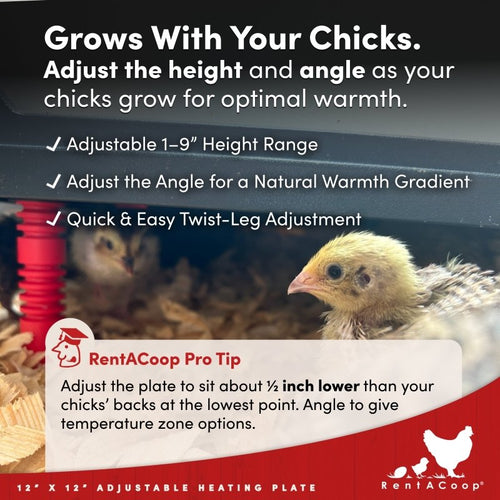 RentACoop 12x12” Adjustable Heating Plate with Bonus Foldable Anti-Roost Cone for up to 20 Chicks