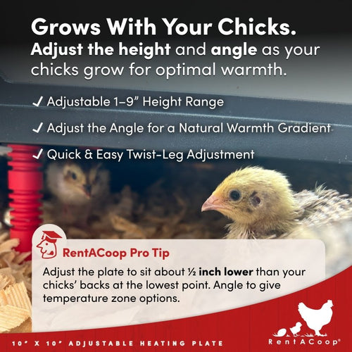 RentACoop 10x10” Heating Plate with Hard Anti-Roost Cone Set and Removable Comfort Feathers – Chick Brooder Heat Plate Warms Up to 15 Chicks