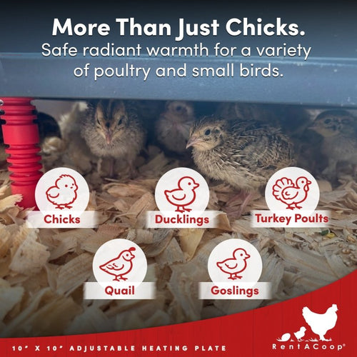 RentACoop 10x10” Heating Plate with Hard Anti-Roost Cone Set and Removable Comfort Feathers – Chick Brooder Heat Plate Warms Up to 15 Chicks