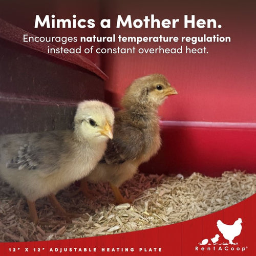 RentACoop 12x12” Adjustable Heating Plate with Hard Anti-Roost Cone Set and Removable Comfort Feathers - Chick Brooder Heat Plate Warms Up to 20 Chicks