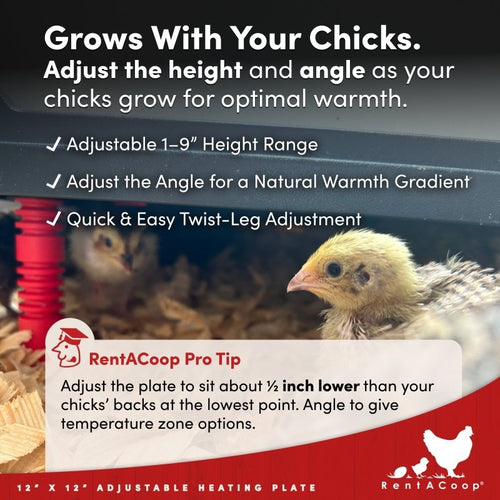 RentACoop 12x12” Adjustable Heating Plate with Hard Anti-Roost Cone Set and Removable Comfort Feathers - Chick Brooder Heat Plate Warms Up to 20 Chicks