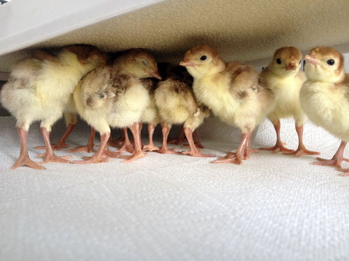 Sweeter Heater Coop & Brooder Heater (4 sizes)