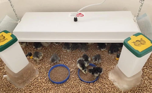Sweeter Heater Coop & Brooder Heater (4 sizes)