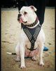 Star harness